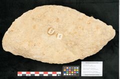 Foto (Objekt + Etikett) von Daphnophyllum crassinervium Heer (NHMW-GEO-2024-0188-10595)